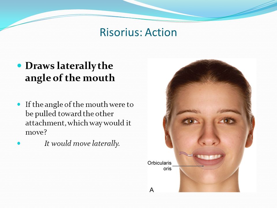 Muscles of Facial Expression ppt download